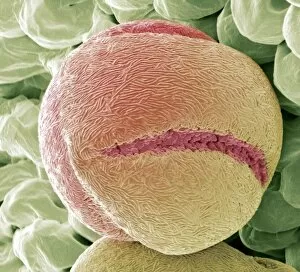 Images Dated 8th November 2010: Strawberry pollen, SEM
