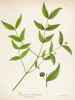 Berry Gallery: Strawberry tree botanical engraving 1843