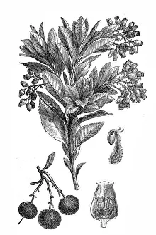 Berry Gallery: Strawberry Tree or Cane Apple (Arbutus unedo)