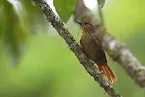Images Dated 22nd April 2016: Streak-breasted Treehunter (Thripadectes rufobrunneus)