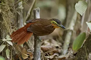 Nesting Prints: Streak-breasted Treehunter (Thripadectes rufobrunneus)