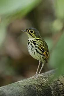 Images Dated 11th April 2017: Streak-chested Antpitta