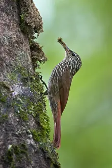 Streak-headed Woodpecker