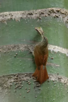 Images Dated 1st April 2017: Streak-headed Woodpecker