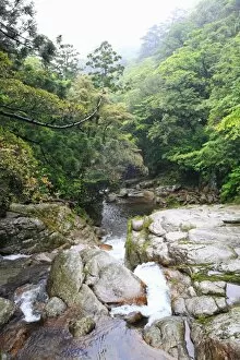 Images Dated 19th June 2009: Stream in cedar forest on Yakushima Island
