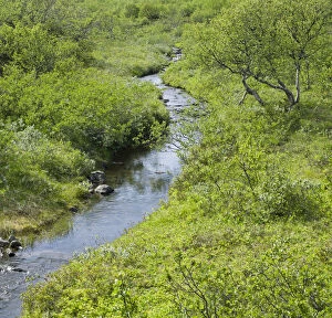 Images Dated 12th July 2011: Stream and lush vegetation, Joekulsargljufur National Park, Iceland, Europe