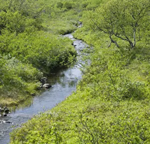 Stream and lush vegetation, Joekulsargljufur National Park, Iceland, Europe