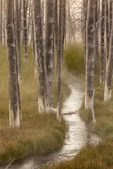 Images Dated 9th May 2016: Stream and mineralized trees in Yellowstone National Park, Wyoming, USA