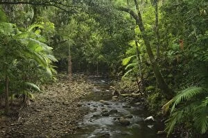 Images Dated 31st July 2011: Stream in rainforest