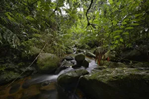 Images Dated 22nd March 2014: Stream in the rainforest of Marojejy, Madagascar