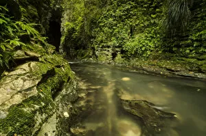 Images Dated 28th November 2011: Stream in Ruakuri Bush and Scenic Reserve, Waitomo, King Country, North Island, New Zealand