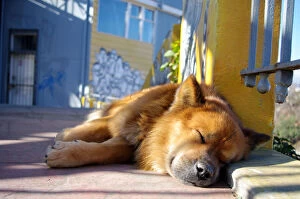 Images Dated 31st May 2015: Street dog sleeping in ValparaAiso, Chile