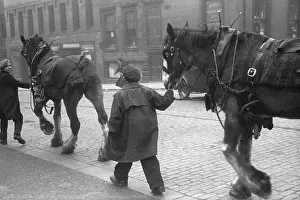 Working Anim Prints: Street Horses
