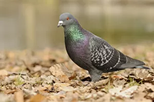 Street pigeon -Columba livia forma domestica-