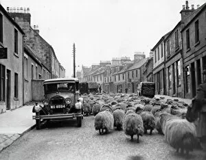 Images Dated 26th November 2018: Street Sheep