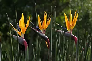 Variety Prints: Strelitzia (Strelitziaceae), South Afrika