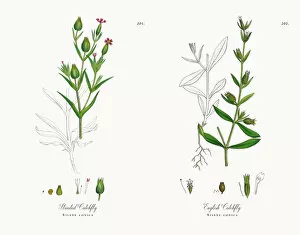 Images Dated 21st November 2017: Striated Catchfly, Silene conica, Victorian Botanical Illustration, 1863