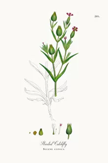Images Dated 3rd October 2017: Striated Catchfly, Silene conica, Victorian Botanical Illustration, 1863