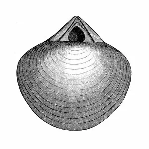 Stringocephalus is an extinct genus of large brachiopods