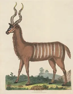 The Striped Antelope