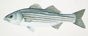 Images Dated 9th March 2006: Striped Bass, Morone saxatilis, side view