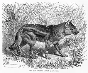 Jackal Prints: Side striped jackal engraving 1894