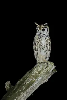 Striped Owl