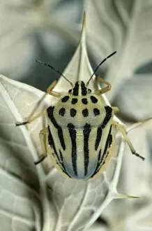 Hans Lang Nature Photography Gallery: Striped Shieldbug (Graphosoma semipunctatum), Leptokaria, Greece, Europe