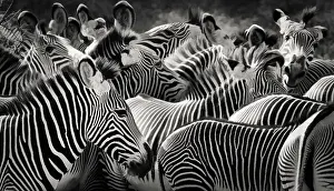 Vicki Jauron Wildlife Photography Prints: Stripes, Ears and Patterns of Grevy Zebras in Black and White in Samburu, Kenya