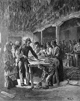 Tobacco Prints: Stripping Tobacco; Workers In Shop