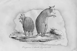 Stripy Kangaroos