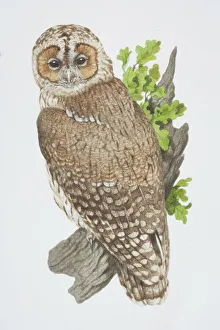 Feathers Collection: Strix aluco, Tawny Owl perched on tree branch