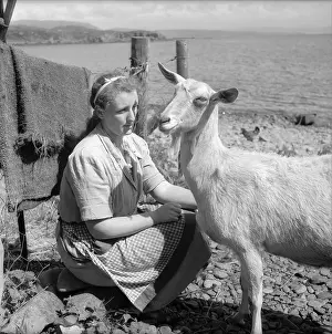 Working Anima Prints: Stroking A Goat