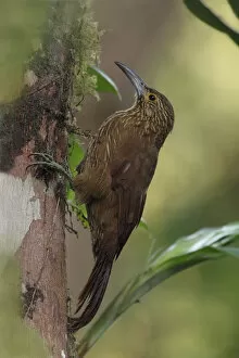 Images Dated 14th June 2015: Strong-billed Woodcreeper