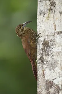 Images Dated 15th August 2017: Strong-billed Woodcreeper