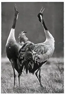 Delicate Prints: Strutting Cranes In Finland