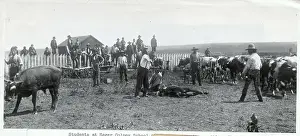 Oklahoma Prints: Students of Seger Colony School Branding Cattle