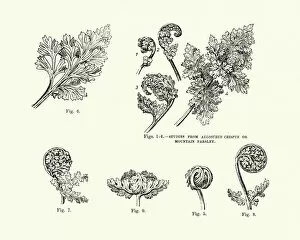 Images Dated 10th November 2018: Studies from Allosurus Crispus or Mountain Parsley 19th Century