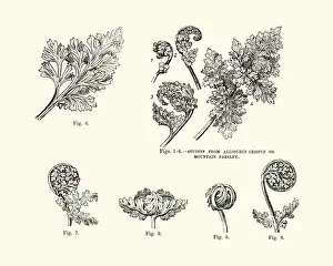 Studies from Allosurus Crispus or Mountain Parsley 19th Century