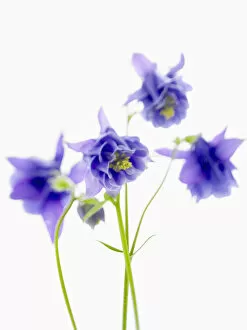Corbis Gallery: studio shot of blue flowers