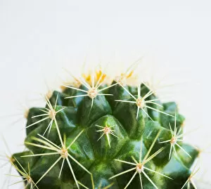 Images Dated 12th July 2012: Studio shot of cactus