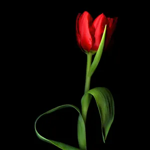 Images Dated 3rd July 2012: Studio shot of red tulips