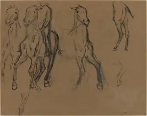 B And W Prints: Study Of Horses