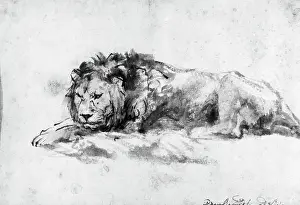 Wash Drawing Prints: Study Of A Lion By Rembrandt Van Rijn