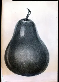 Study Of Pear