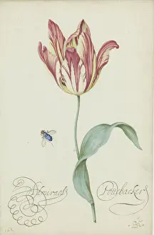 Baroque Prints: Study Of A Tulip (Admiral Pottebacker) And A Fly
