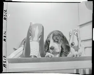 Stuffed Dogs Propped Alongside Real Dog