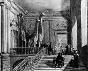 1840 1849 Prints: Stuffed Giraffes