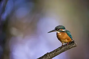 Digital Photography Prints: A stunning Kingfisher with a colorful out of focus woodland background