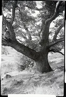 Connecticut Prints: Sturdy Oak Tree